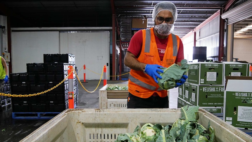 A man packs cauliflower into cardboard boxes at Werribee South