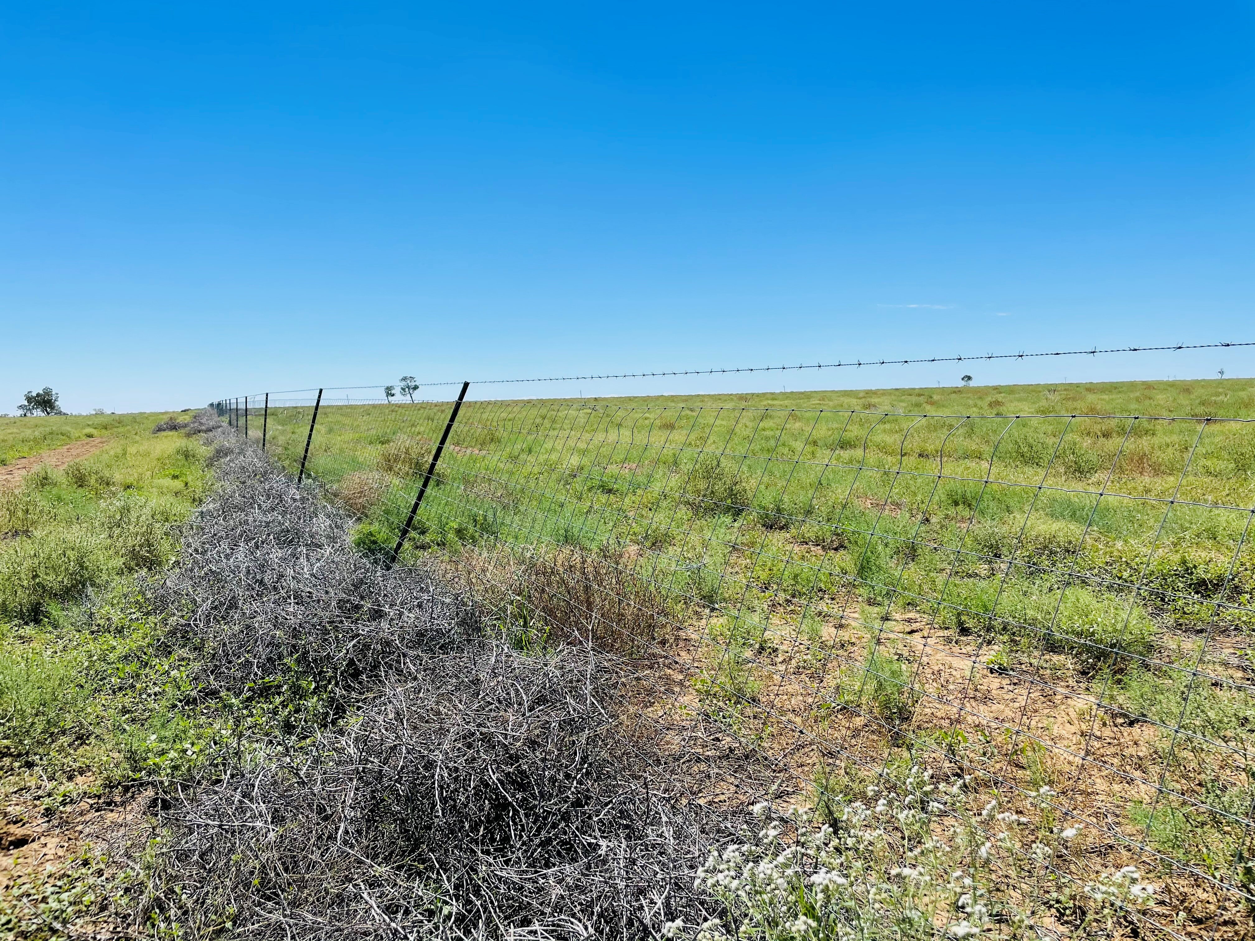 An exclusion fence on a property in western Queensland has been partially pushed over by a large pile of roly poly.