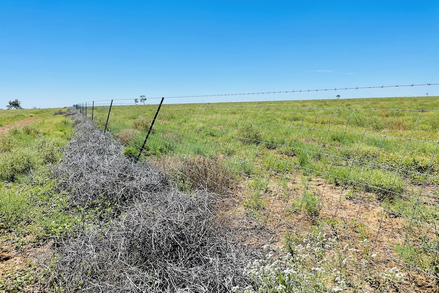 An exclusion fence on a property in western Queensland has been partially pushed over by a large pile of roly poly.