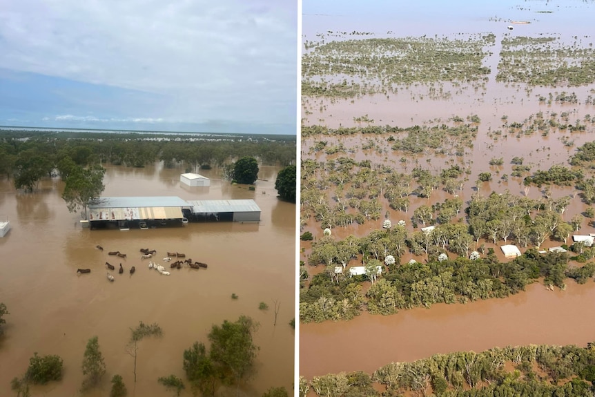 Two pictures side to side show buildings inundated with brown water with livestock among them