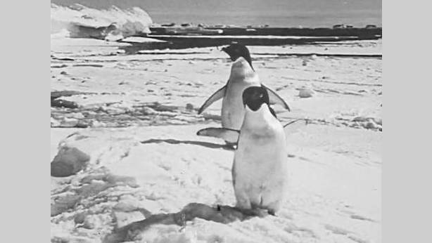 Two penguins stand in an Antarctic landscape