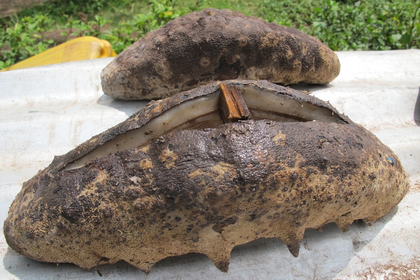 Two brown sea cucumbers, the front has a slit which is separated by a piece of wood.
