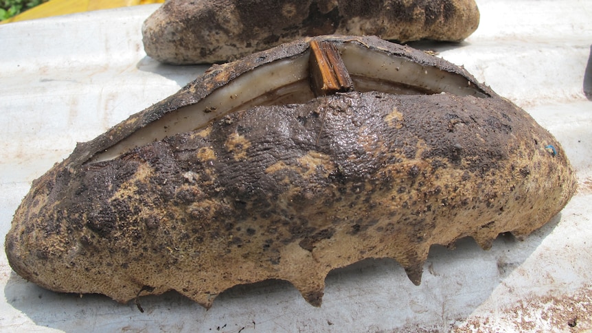 Two brown sea cucumbers, the front has a slit which is separated by a piece of wood.