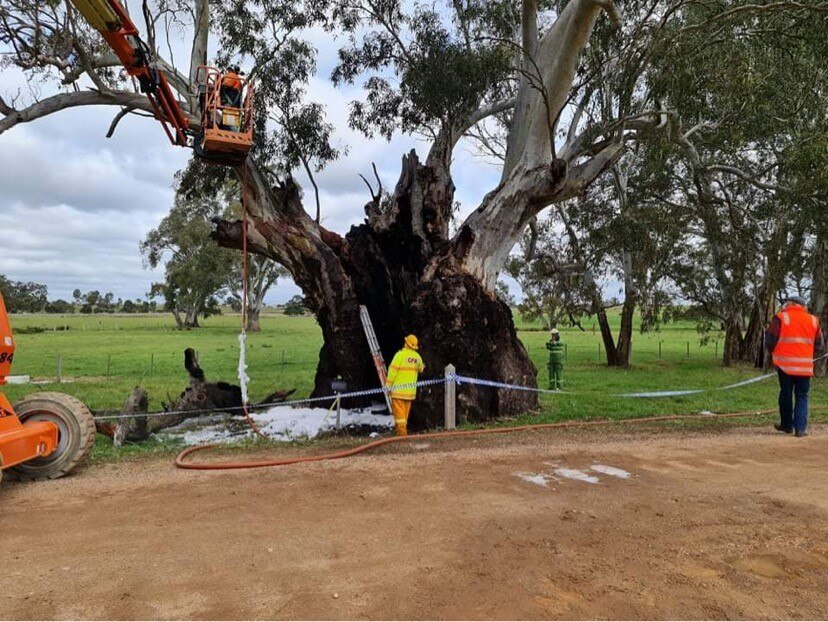 The hollowed out tree appears burnt, a crane is being used to secure a limb, with volunteers standing around, assessing damage.