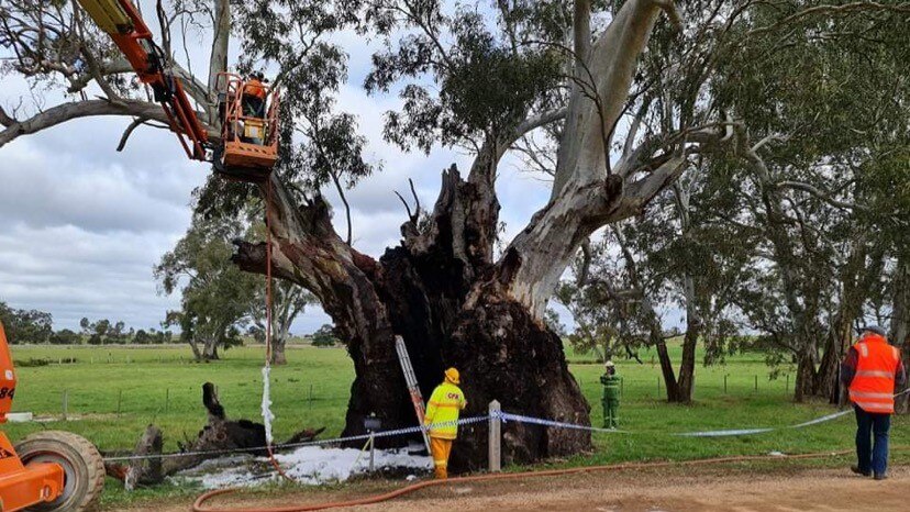 A crane being used to secure the limb of a tree damaged by fire.
