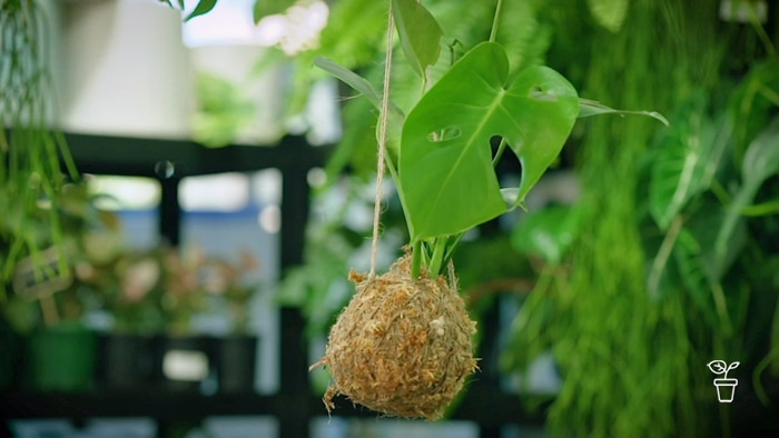 Indoor plant hanging by string in an indoor room filled with plants