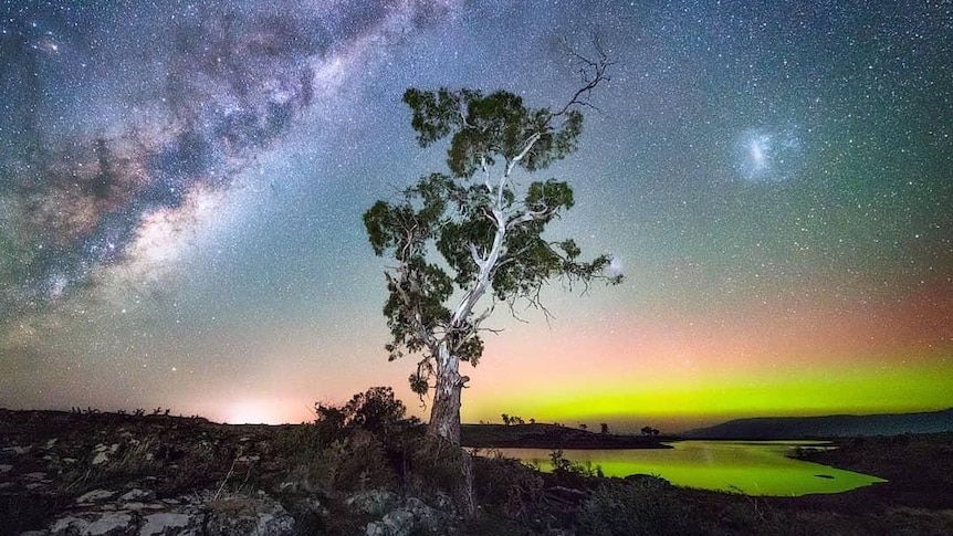 A tree is silhouetted in front of the green Southern Lights.