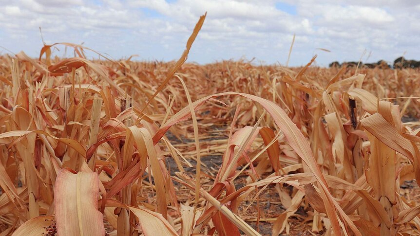 Darling Downs sorghum crop