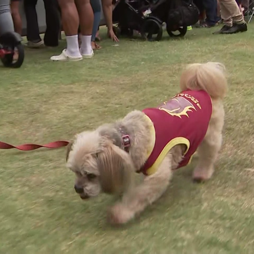 A dog wears a Broncos shirt