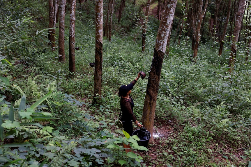 Woman collects latex from a pot strapped to a rubber tree 