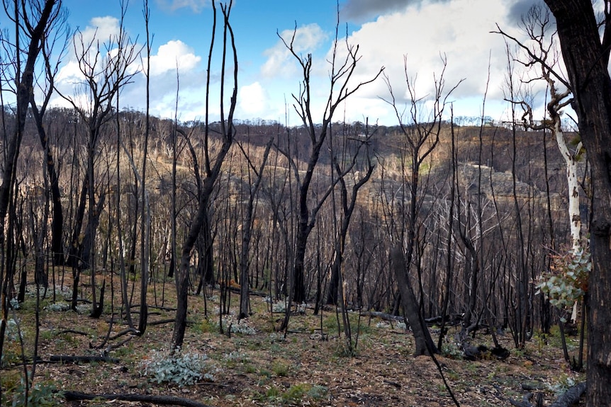 Blackened tree trunks