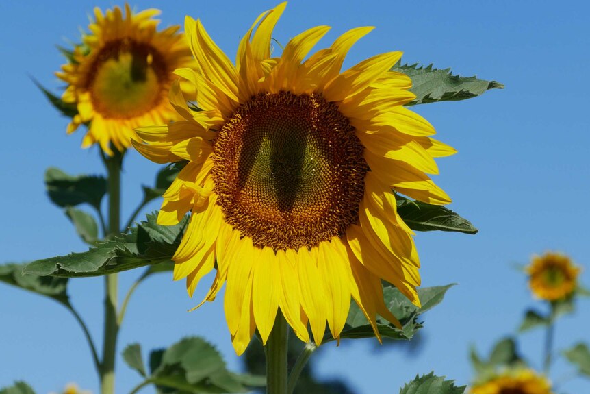 A big yellow sunflower
