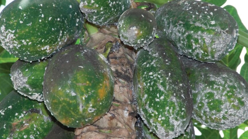 Papaya impacted by an exotic pest