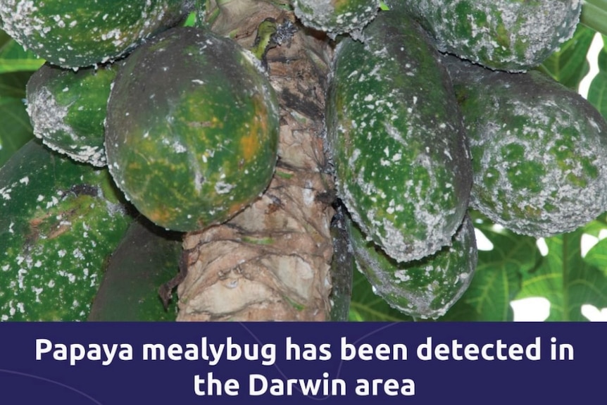 Papaya impacted by an exotic pest