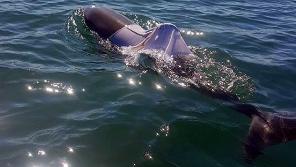 A dolphin swimming with a singlet on its body.