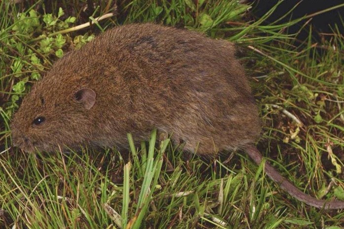 broad-toothed rat