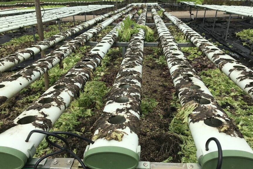 Empty hydroponic rows.
