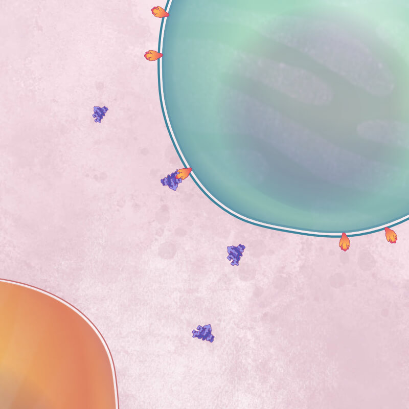 A purple interleukin-6 molecule binds to an orange receptor on the surface of a green T cell.