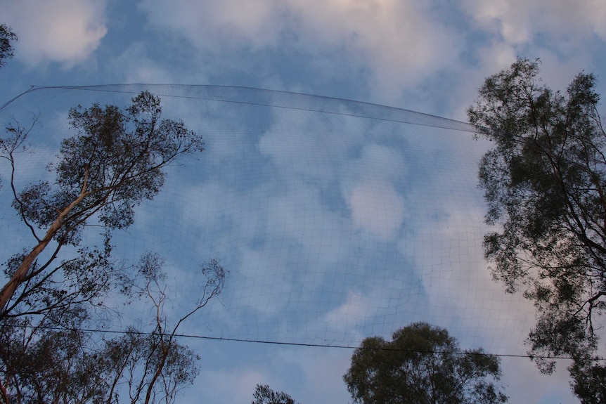 The owl-catching net is in position between two eucalyptus trees at dusk