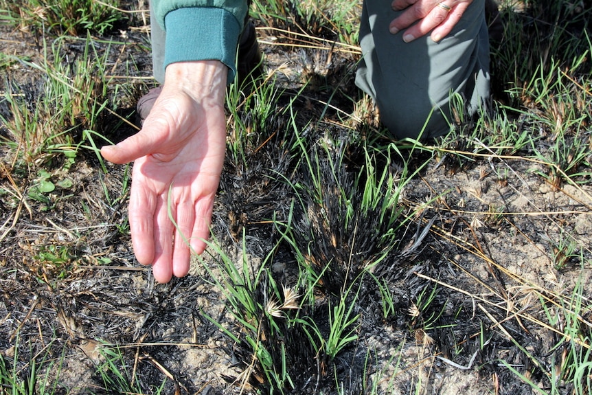 A hand touches the new grass native shoots