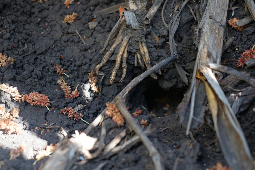 A mouse burrow with shredded sorghum plant flowers strewn at its entrance.