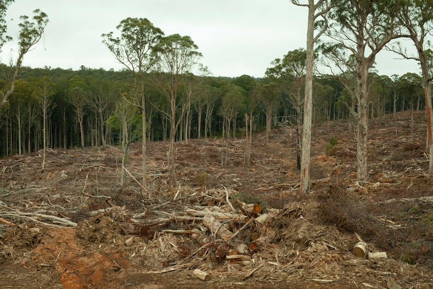 A logging coupe, with felled trees.