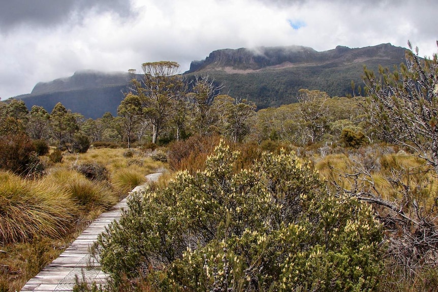 Overland Track view of Mt Olympus