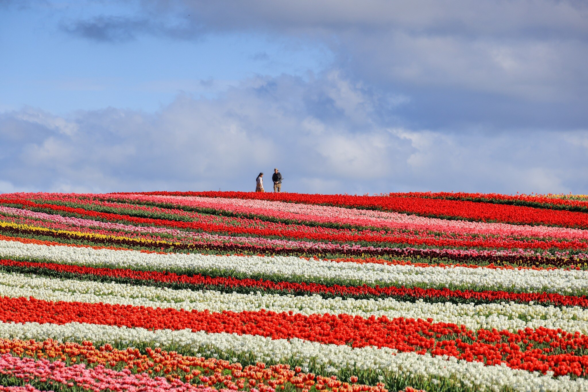 Two people stand in a multi-coloured tulip field.