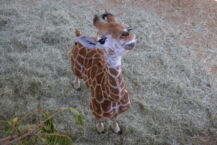 Baby giraffe looking up to camera smiling.