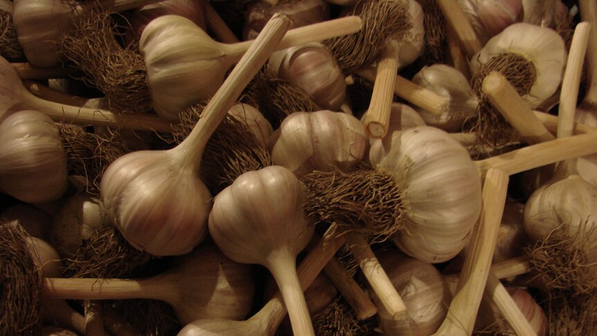 A large bowl of garlic bulbs