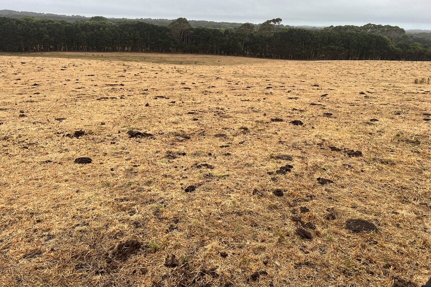 a dry, drought affected paddock without feed