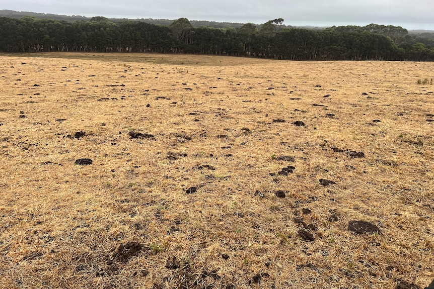a dry, drought affected paddock without feed