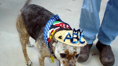 Dog wearing party gear