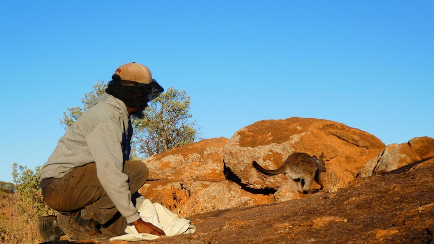 An Indigenous park ranger wearing long brown pants and a grey jumper squats on a rock watching a warru hop away.