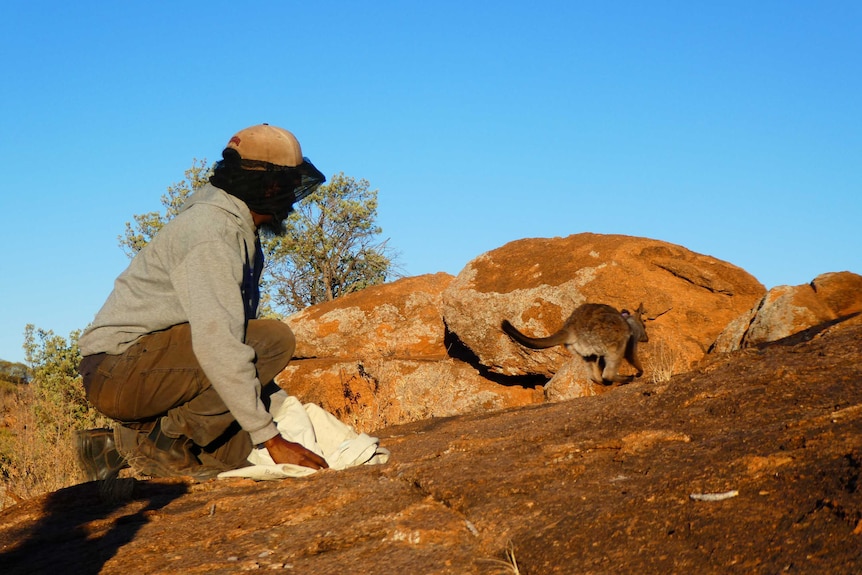 An Indigenous park ranger wearing long brown pants and a grey jumper squats on a rock watching a warru hop away.