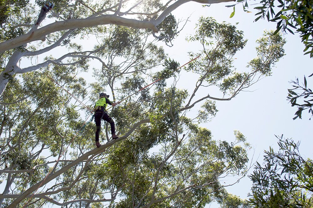 Arborists to show off tree-climbing skills in inaugural ACT ...