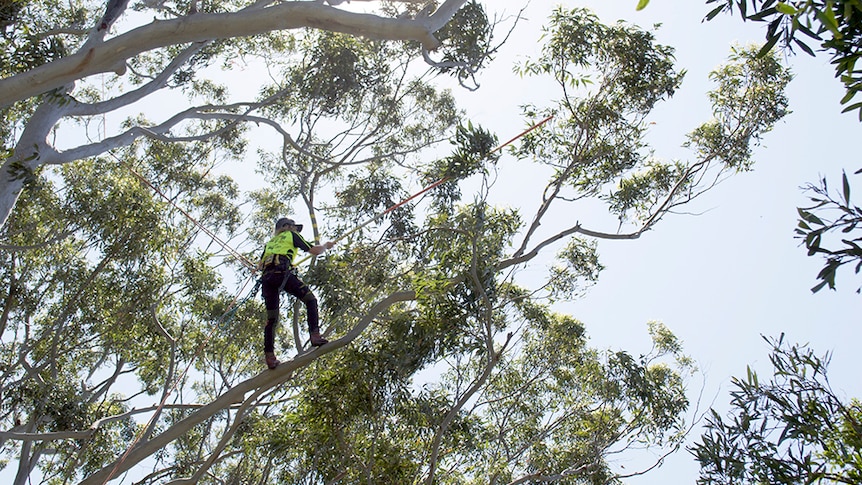 Climber performing a limb walk