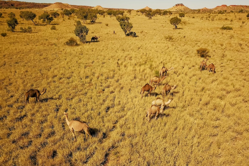 Flying over a group of wild camels