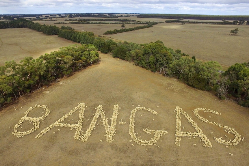 Aerial view of hundreds of sheep in a field forming the words Ban Gas.