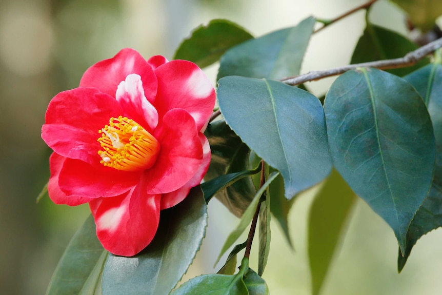 Camellia