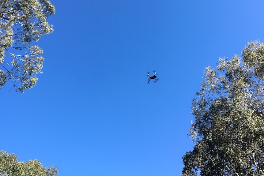 A drone hovers between two gum trees with blue sky behind it