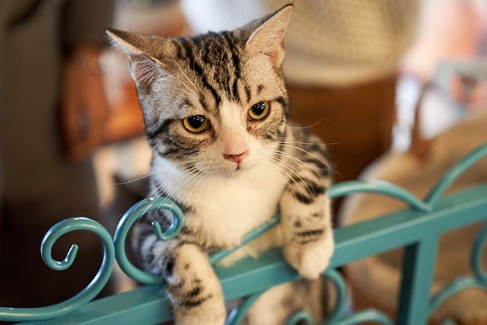 Cat looking displeased and locked out of a gate