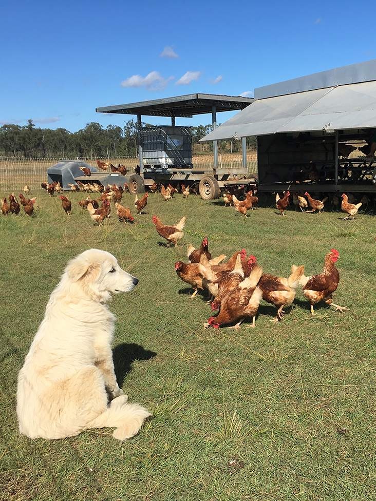 A blonde maremma sheepdog keeps watch over a flock of hens in a green paddock with a mobile chicken shed in the background