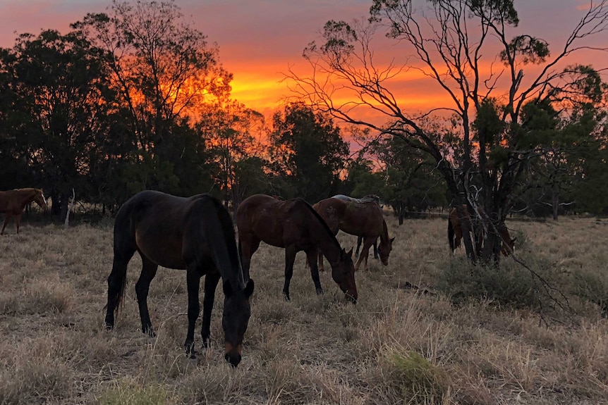 Horses eating grass at sunset with a yellow, pink and orange sky.