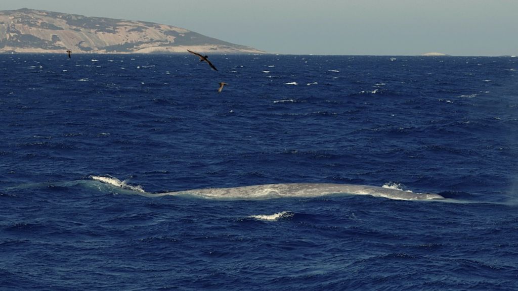 Blue Whale Sighting Near Esperance's Cape Le Grand…