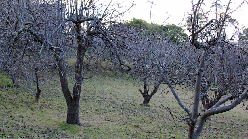 Fruits trees in winter
