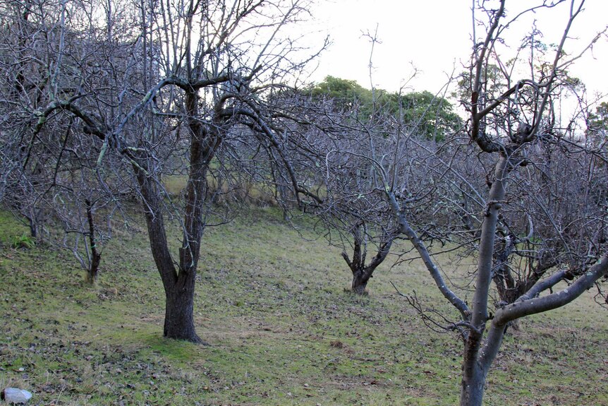 Fruits trees in winter