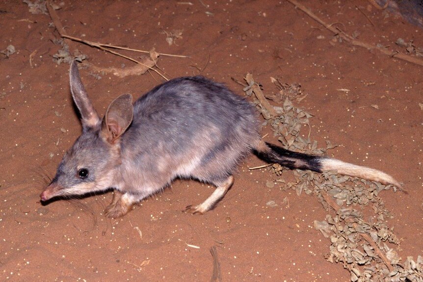 A bilby on red desert sand background.