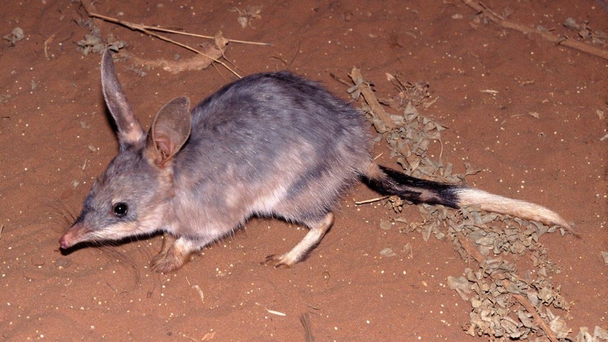 Bilby in SA