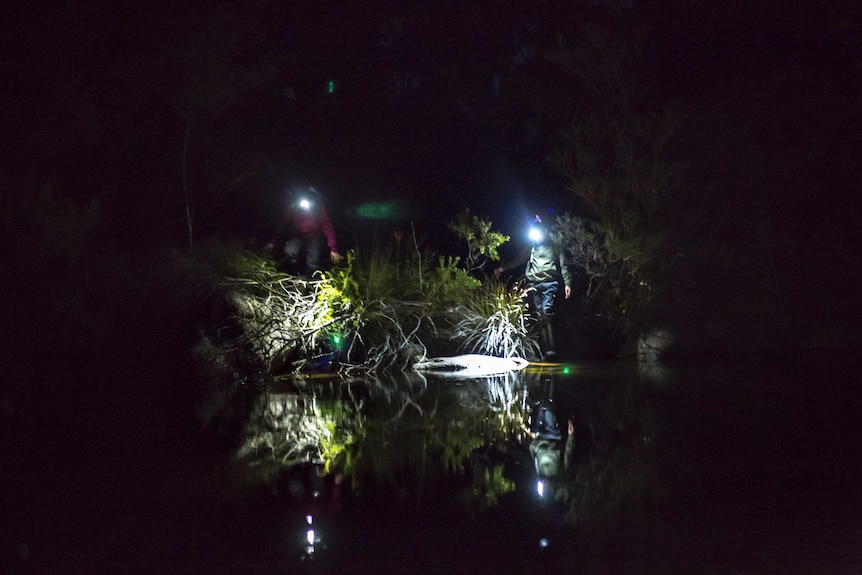 Night time search for frogs